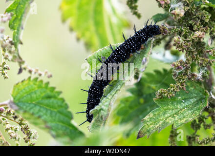 Fast ausgewachsenen Raupen des Tagpfauenauges (Vanessa io), Fütterung mit Brennnessel Stockfoto