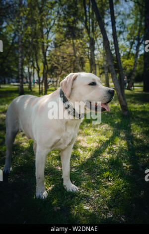 Aktive, lächeln und glücklich reinrassige Labrador Retriever Hund draußen im Gras Park auf sonnigen Sommertag. Stockfoto