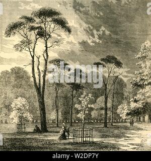 "Die Scotch Tannen, Kensington Gardens', c 1876. Schöpfer: Unbekannt. Stockfoto