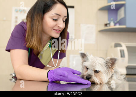 Schöne brünette Arzt Tierarzt untersucht einen kleinen niedlichen Hund Rasse Yorkshire Terrier in einer Tierklinik. Glücklicher Hund auf ärztliche Untersuchung. Zurück verschwommen Stockfoto