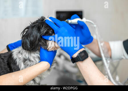 Ein Tierarzt tut ein Ultraschall der Auge des Hundes im Büro. Assistent hilft, den Hund zu halten, wenn der Arzt einem Tierarzt ist eine medizinische exami Stockfoto