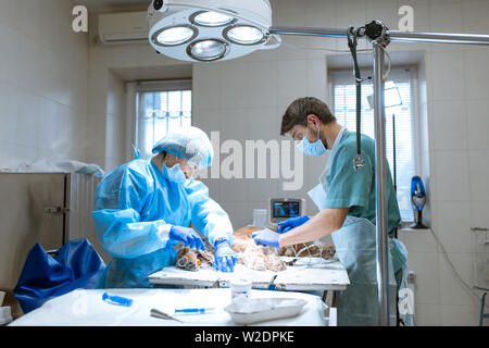 Veterinärmedizin Zahnheilkunde. Zahnarzt Chirurg Tierarzt reinigt und behandelt die Zähne des Hundes in einer Tierklinik. Ein Anästhesist überwacht die Selbststä Stockfoto