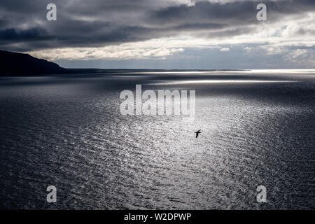 Island: große Silber Himmel mit dramatische Wolken und einzelne Möwe im Sonnenlicht Stockfoto