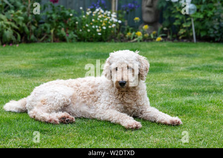 Beigefarbene Labradoodle ausgestreckt mit Blick auf einen Grünen Garten Rasen Stockfoto