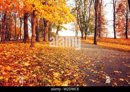 Herbst Landschaft - orange Park Bäume und gefallenen Blätter im Herbst auf der Straße in der City Park im sonnigen Herbst Abend. Bunte sonnige Herbst Szene Stockfoto