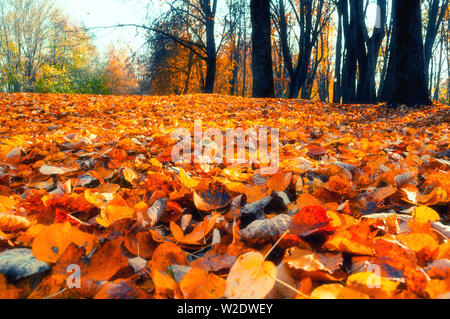 Herbst park Landschaft - verschwommenes Park Bäume und gefallenen trockene Blätter im Herbst im City Park im Herbst Tag. Selektiver Fokus an der orange Blätter auf dem foregr Stockfoto