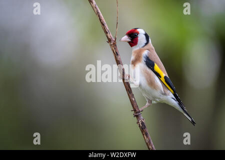 Stieglitz Carduelis carduelis auf eine diagonale Zweig mit grünem Hintergrund verschwommen Stockfoto
