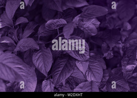 Purple leaf texture. Beautiful leaves texture background. Stockfoto