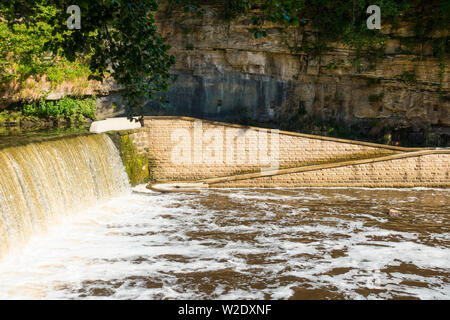 Lachs Leiter auf dem Fluss Mandel in Cramond, Edinburgh, Schottland, Großbritannien. Stockfoto