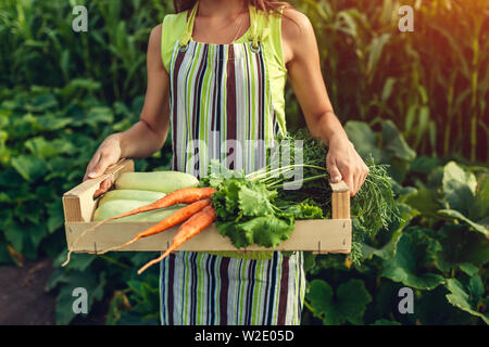 Junge Landwirt holding Holzbox mit frischem Gemüse gefüllt. Frau versammelt Sommerernte. Gartenbau Stockfoto