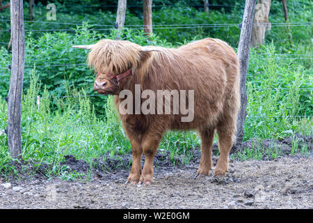 Bild von niedlichen Kalb Scottish Highland Rinder auf der Weide des Landwirts Stockfoto