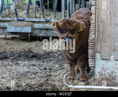 Bild von niedlichen Kalb Scottish Highland Rinder auf der Weide des Landwirts Stockfoto