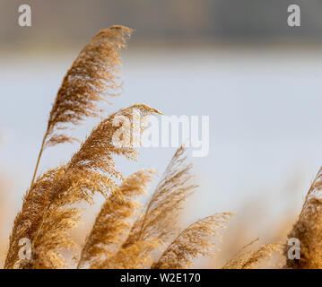 Schilfgras in voller Blüte, wissenschaftliche Bezeichnung Phragmites australis, absichtlich unscharfe, sanft wiegen sich im Wind am Ufer eines Teiches, Wind Stockfoto