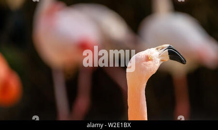 Blick auf den Hals und Kopf einer Flamingo, wissenschaftlichen Namen Phoenicopteridae, isoliert von den verschwommenen Hintergrund mit Bokeh, Tiere Stockfoto
