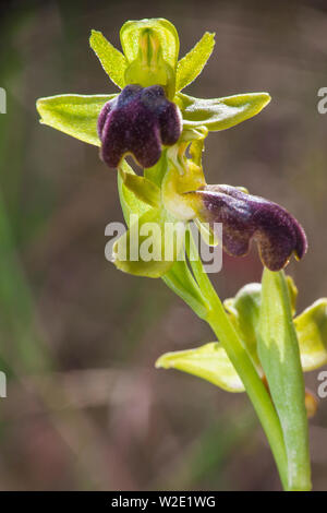 Wild Orchid (Ophrys forestieri) über eine aus natürlichen Hintergrund. Stockfoto