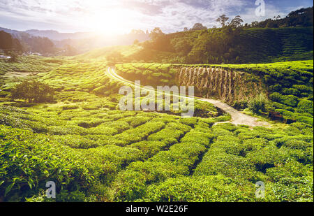 Teeplantage in Cameron Highlands, Malaysia Stockfoto