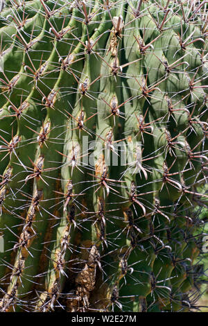 Erschreckende Nahaufnahme der vertikalen Reihen der scharfe, Nadel - wie Stacheln des gigantischen Saguaro Kaktus im Südwesten der USA Stockfoto