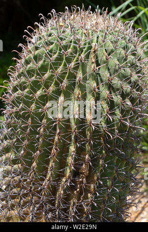 Erschreckende Nahaufnahme der vertikalen Reihen der scharfe, Nadel - wie Stacheln des gigantischen Saguaro Kaktus im Südwesten der USA Stockfoto