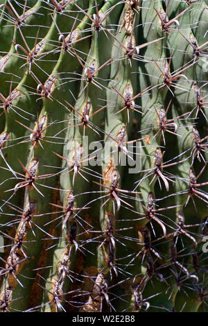 Erschreckende Nahaufnahme der vertikalen Reihen der scharfe, Nadel - wie Stacheln des gigantischen Saguaro Kaktus im Südwesten der USA Stockfoto