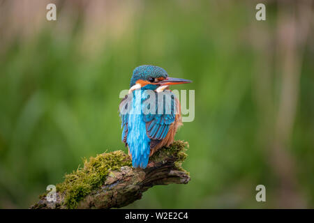 Eisvogel alcedo atthis Sitzen auf einem Bemoosten brach mit grünem Hintergrund Stockfoto