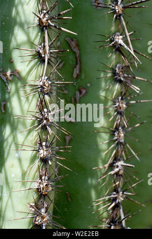 Erschreckende close-up von zwei senkrechte Reihen von Sharp, Nadel - wie Stacheln des gigantischen Saguaro Kaktus im Südwesten der USA Stockfoto