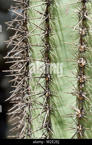 Nahaufnahme der vertikalen Reihen der scharfe, Nadel - wie Stacheln des gigantischen Saguaro Kaktus im Südwesten der USA Stockfoto