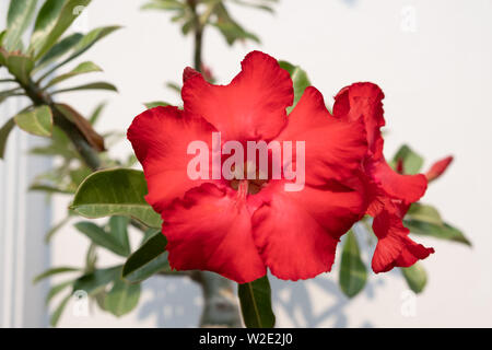 Adeniums Obesum oder Desert Rose schmückt in den weißen Betonwand mit der Kopie Platz für Textnachrichten Stockfoto