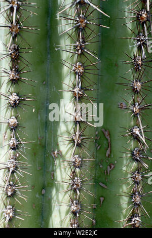 Nahaufnahme der scharfen Stacheln des gigantischen Saguaro Kaktus im Südwesten der USA Stockfoto