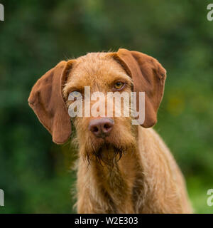 Hungarian wirehaired Vizsla Stockfoto