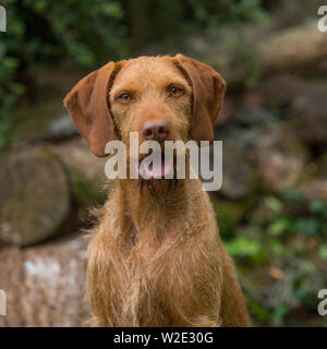 Hungarian wirehaired Vizsla Stockfoto