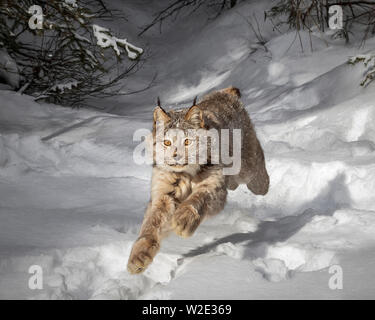 Die Kanada Lynx lynx canadensis in Nordamerika heimisch ist. Es kann in Kanada, Alaska und in den Rocky Mountains und New Mexico gefunden werden. Stockfoto