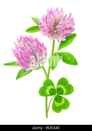 Isolierte Blume. Pink clover mit Stängel und Blätter auf weißem Hintergrund mit Freistellungspfad isoliert Stockfoto