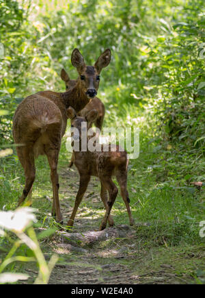 Reh (Capreolus capreolus) einer von zwei native Rotwild zu Großbritannien. Doe Weibchen mit zwei kitze nur nach der Fütterung. Wie gestört Sie ging weg in die Abdeckung. Stockfoto