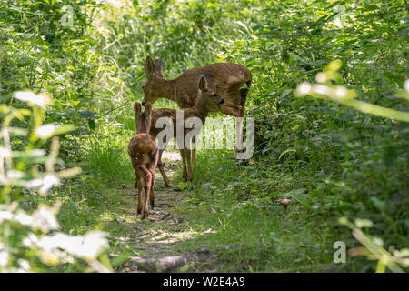 Reh (Capreolus capreolus) einer von zwei native Rotwild zu Großbritannien. Doe Weibchen mit zwei kitze nur nach der Fütterung. Wie gestört Sie ging weg in die Abdeckung. Stockfoto