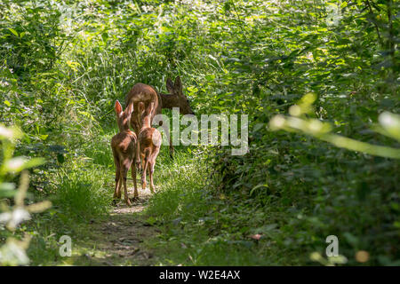 Reh (Capreolus capreolus) einer von zwei native Rotwild zu Großbritannien. Doe Weibchen mit zwei kitze nur nach der Fütterung. Wie gestört Sie ging weg in die Abdeckung. Stockfoto