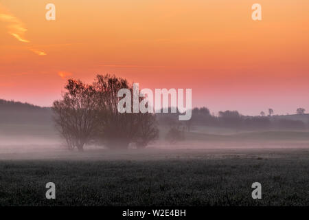 Weiden auf einem nebelhaften Feld an Bunte sunrise, Schleswig-Holstein Stockfoto