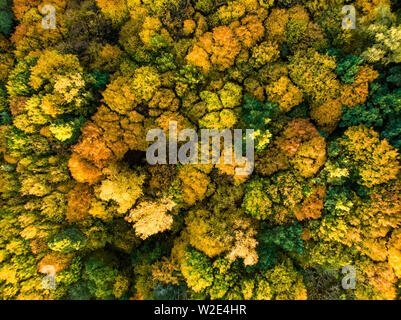 Luftbild von Oben nach Unten Blick auf Herbst Wald mit grünen und gelben Bäume. Gemischten Laub- und Nadelwald. Schönen Herbst Landschaft in Vilnius City, Lith Stockfoto