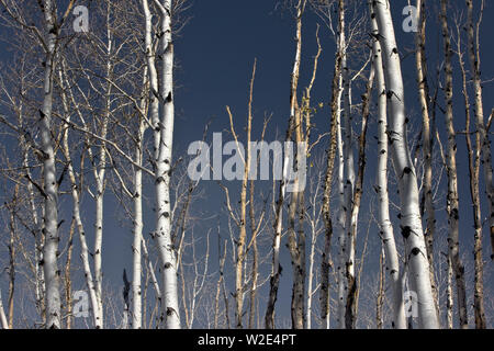 Gruppe von Silver Birch Tree trunks in einem bewaldeten Gebiet. Stockfoto