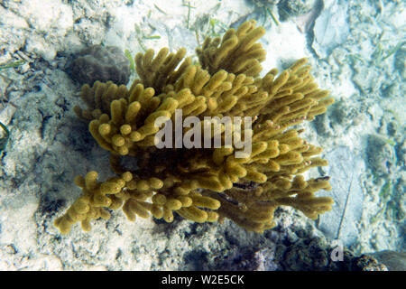 Gelbe Gorgonien Korallen in Togian Inseln, Sulawesi, Indonesien Stockfoto