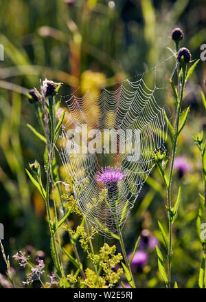 Spinne im Tau-web, zwischen Flockenblume Blütenstiele gesponnen. Hurst suchen, East Molesey, Surrey, Großbritannien. Stockfoto