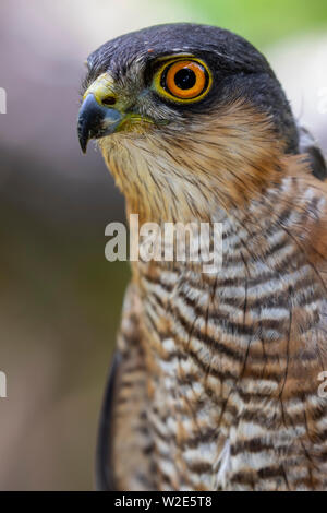 Porträt der Sperber (Accipiter nisus), unter den dicken Wald Stockfoto