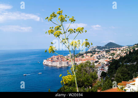 Scharfkraut heracleum im Vorderen und Dubrovnik in der Rückseite Stockfoto