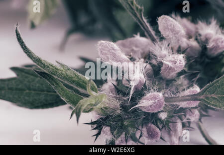 Motherwort - eine Heilpflanze mit einen beruhigenden Effekt Stockfoto