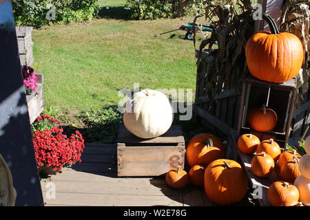 Kürbisse auf dem display Stockfoto