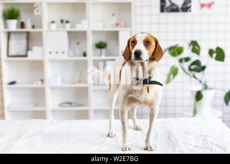 Hund wartet auf einen Arzt in einer Tierklinik auf dem Tisch. Unscharfer Hintergrund der tierärztlichen Klinik. Stockfoto