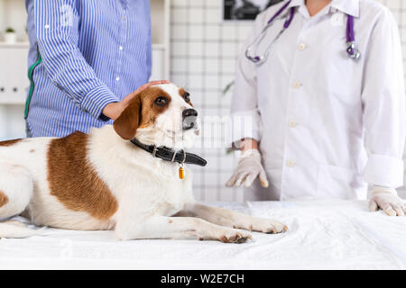 Hund auf Untersuchung beim Arzt in einer Tierklinik. Close Up. Unscharfer Hintergrund. Stockfoto