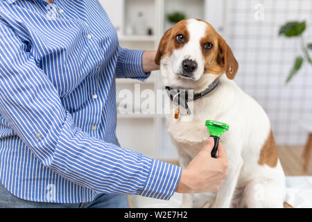 Der Eigentümer kämmen das Haar der Hund mit einem Kamm. Close Up. Unscharfer Hintergrund. Stockfoto