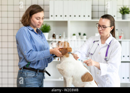 Der Tierarzt macht ein Hund eine Spritze. Der Besitzer hält den Hund. Unscharfer Hintergrund der tierärztlichen Klinik. Stockfoto