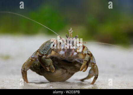 Gemeinsame Einsiedlerkrebs/Soldat Crab (Pagurus bernhardus) Nahrungssuche auf dem Meeresboden Stockfoto