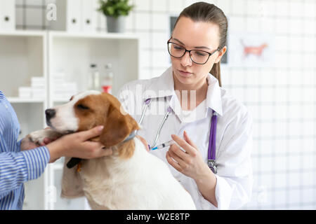 Der Tierarzt macht ein Hund eine Spritze. Der Besitzer hält den Hund. Unscharfer Hintergrund der tierärztlichen Klinik. Stockfoto